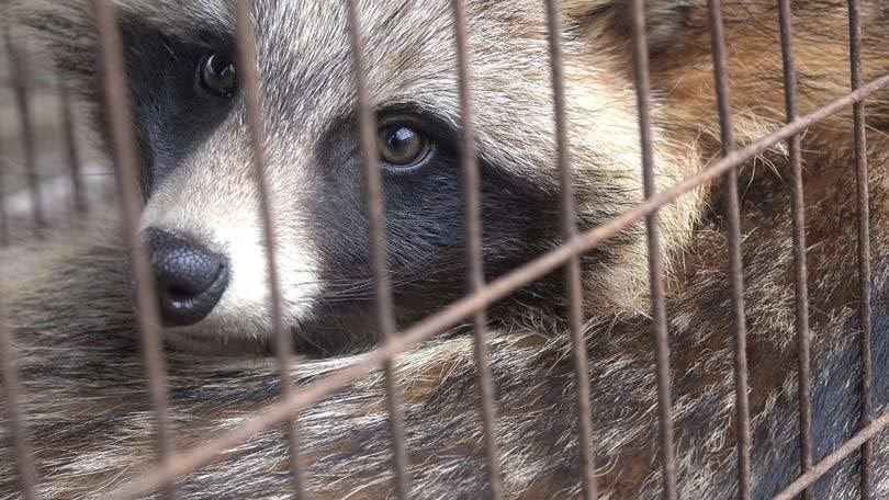 The UK Fur Debate: 'Plainly, fur is immoral, cruel and barbaric' The UK Fur Debate: 'Plainly, fur is immoral, cruel and barbaric'
