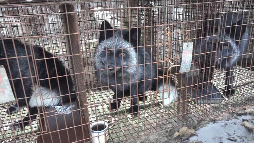 The UK Fur Debate: 'Plainly, fur is immoral, cruel and barbaric' The UK Fur Debate: 'Plainly, fur is immoral, cruel and barbaric'