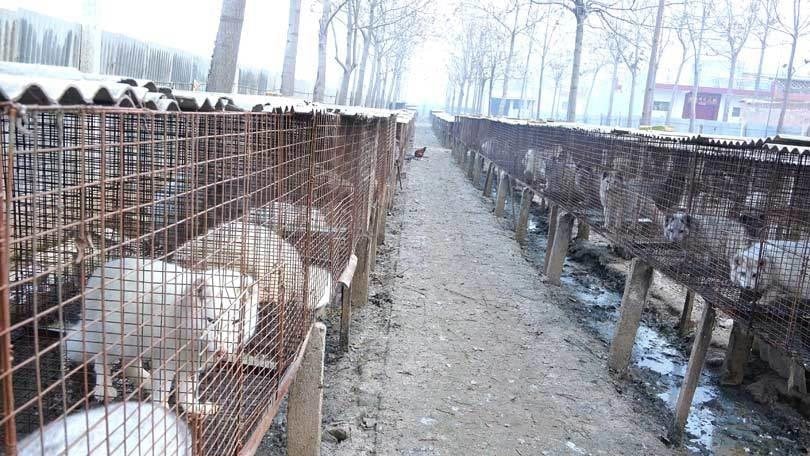 The UK Fur Debate: 'Plainly, fur is immoral, cruel and barbaric' The UK Fur Debate: 'Plainly, fur is immoral, cruel and barbaric'