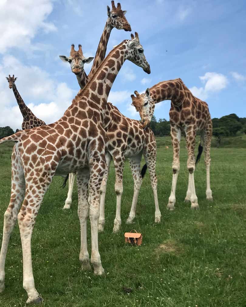 In Pictures: Cambridge Satchel Company giraffe collection In Pictures: Cambridge Satchel Company giraffe collection