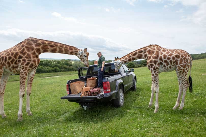 In Pictures: Cambridge Satchel Company giraffe collection In Pictures: Cambridge Satchel Company giraffe collection
