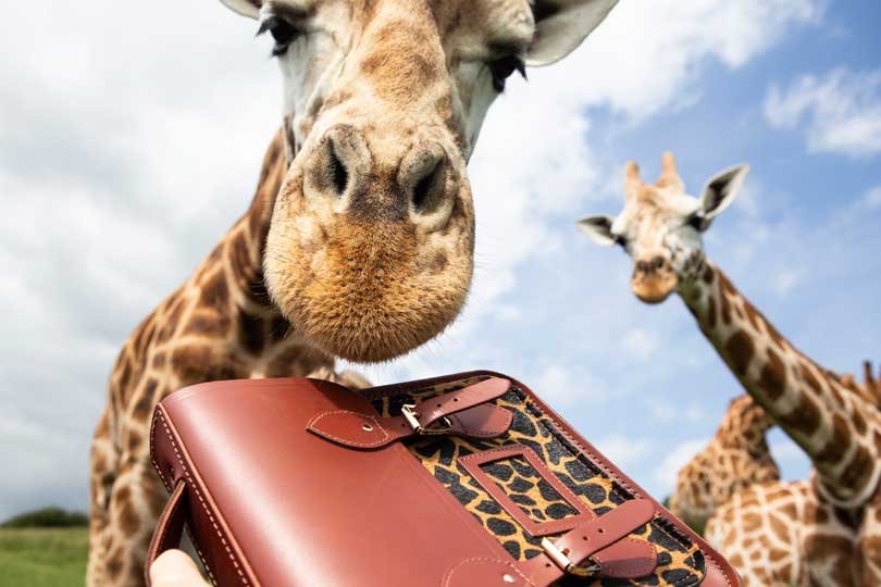 In Pictures: Cambridge Satchel Company giraffe collection In Pictures: Cambridge Satchel Company giraffe collection