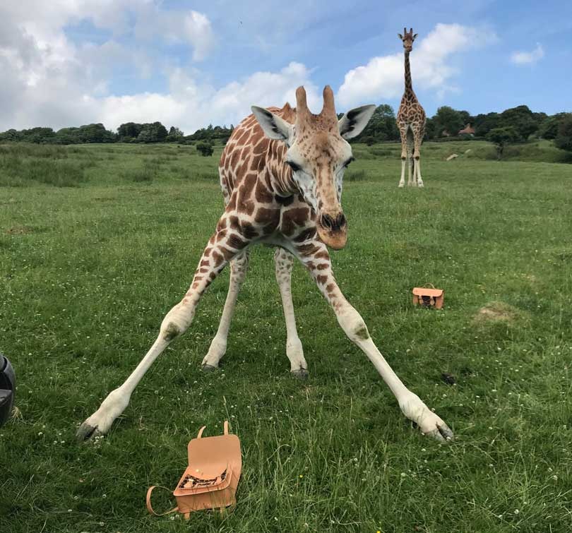 In Pictures: Cambridge Satchel Company giraffe collection In Pictures: Cambridge Satchel Company giraffe collection