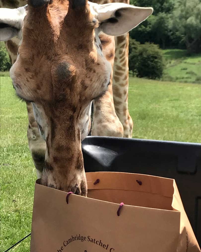 In Pictures: Cambridge Satchel Company giraffe collection In Pictures: Cambridge Satchel Company giraffe collection