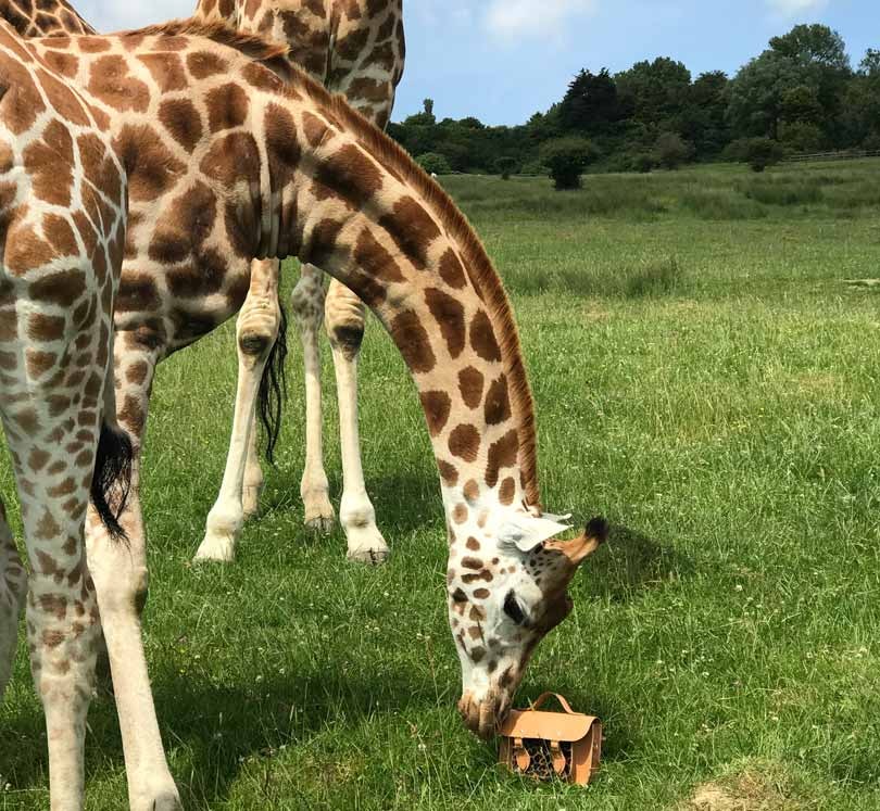 In Pictures: Cambridge Satchel Company giraffe collection In Pictures: Cambridge Satchel Company giraffe collection