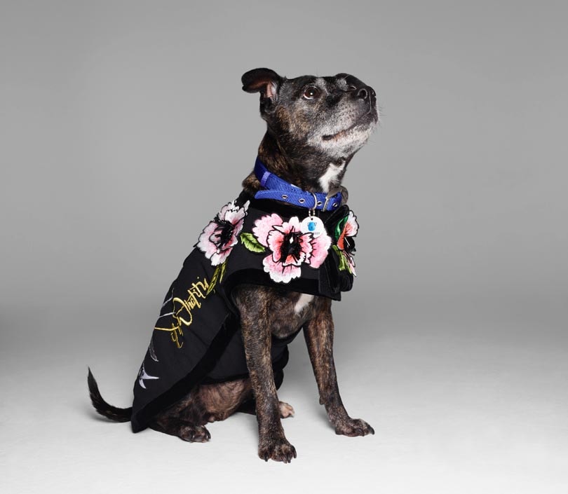 Fashion names design canine couture for charity Fashion names design canine couture for charity