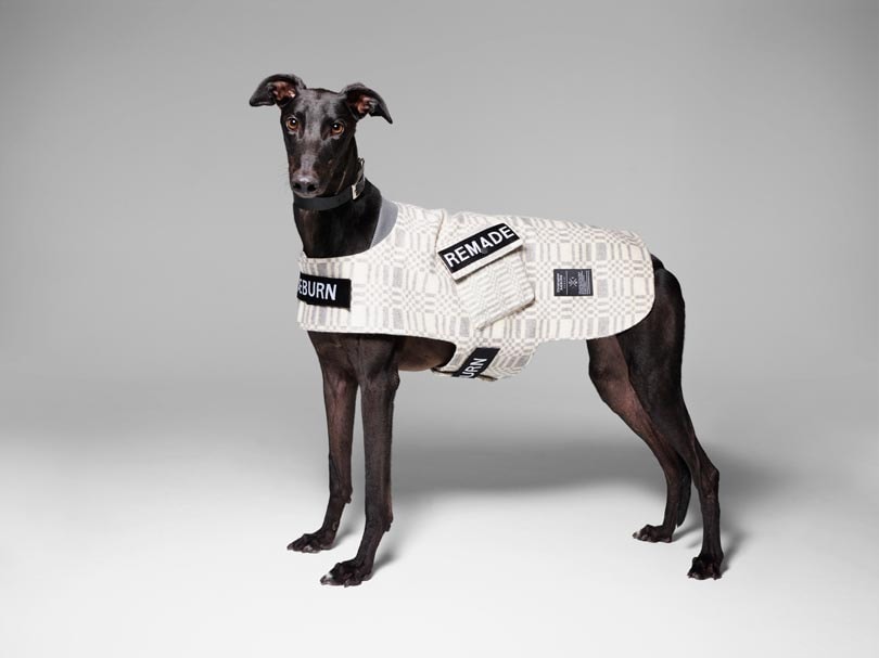 Fashion names design canine couture for charity Fashion names design canine couture for charity