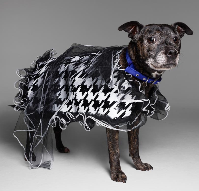 Fashion names design canine couture for charity Fashion names design canine couture for charity