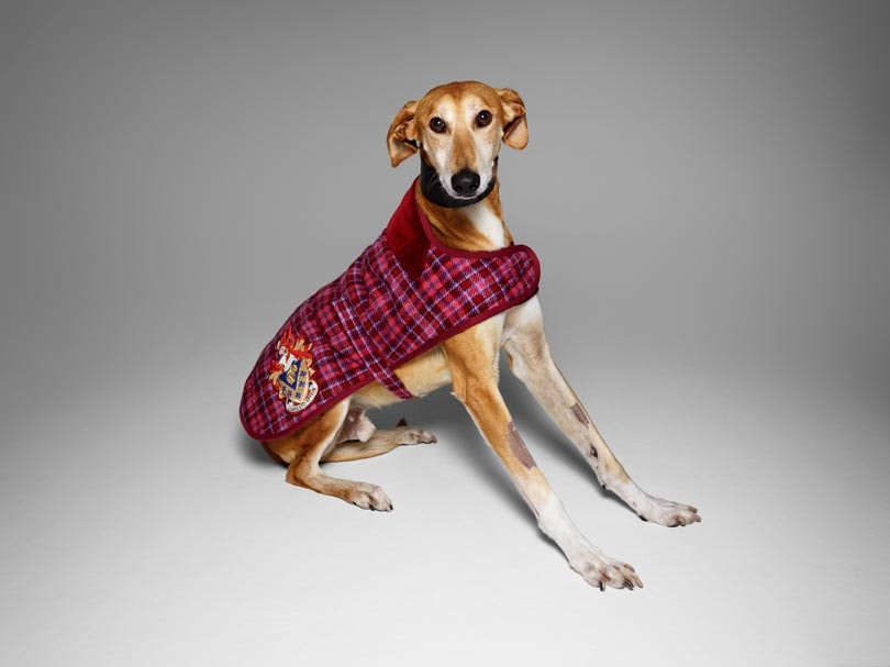 Fashion names design canine couture for charity Fashion names design canine couture for charity