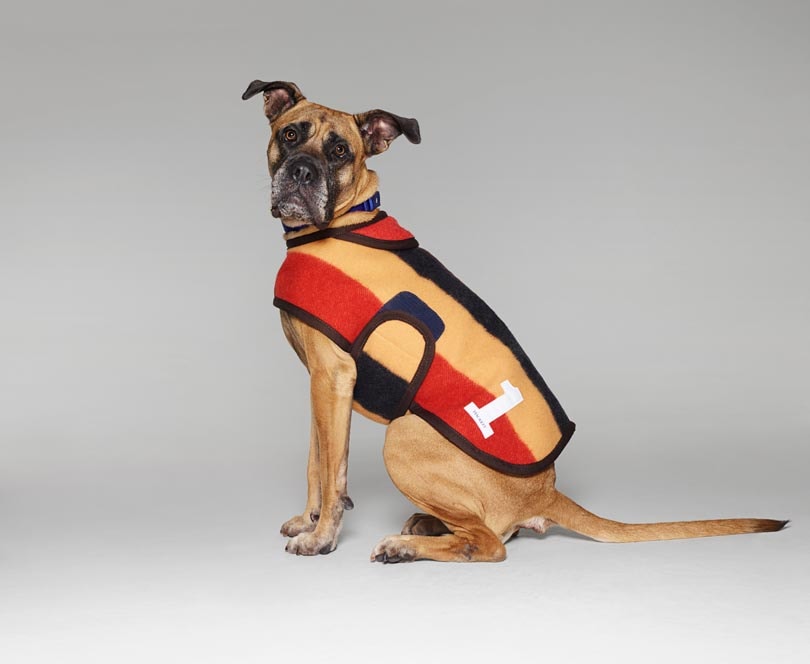 Fashion names design canine couture for charity Fashion names design canine couture for charity