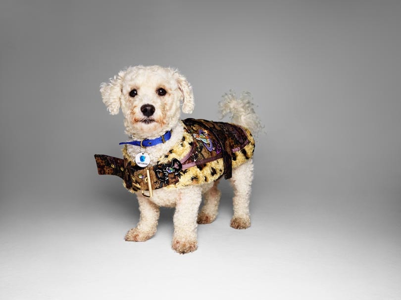 Fashion names design canine couture for charity Fashion names design canine couture for charity