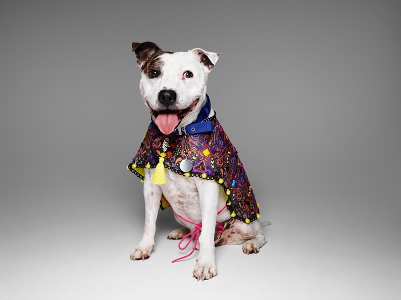 Fashion names design canine couture for charity Fashion names design canine couture for charity